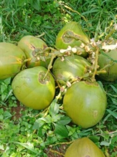 Fresh Green Tender Coconut