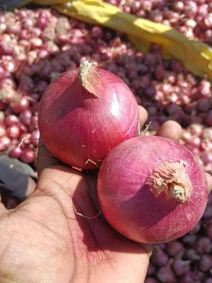 Fresh Onion By Kpr Traders