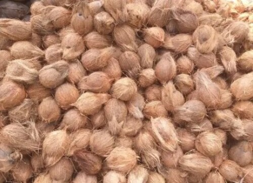 Semi Husked Coconut