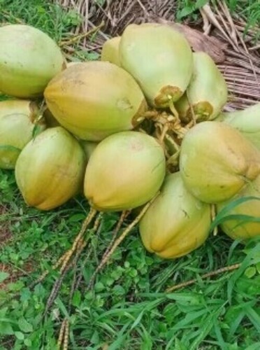 Tender Coconut