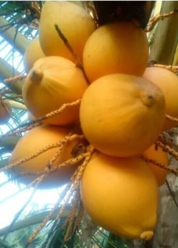 Yellow Tender Coconut