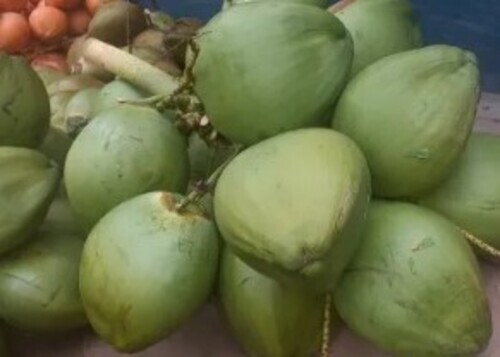 A Grade Green Tender Coconut