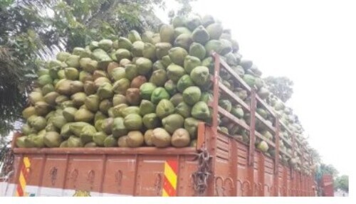 A Grade Tender Coconut