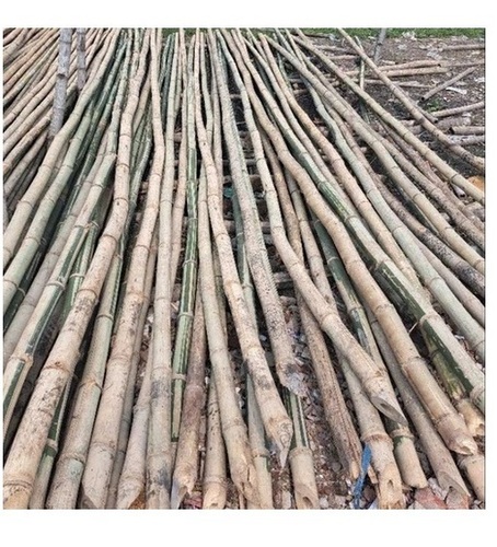 Bamboo
