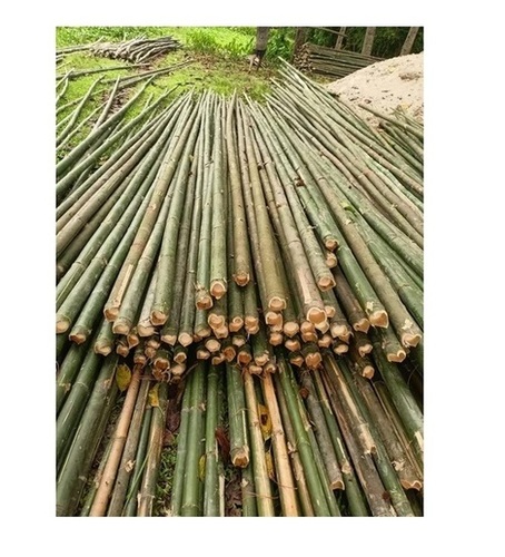 Bamboo Poles 7 To 24 Foot For Scaffolding