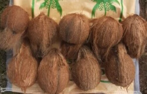 Brown Fresh Pollachi Coconut