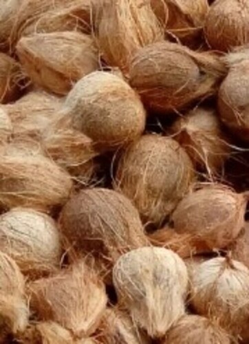 Brown Matured Coconut