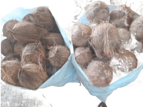 Brown Pollachi Coconut
