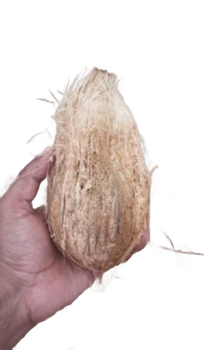 Farm Fresh Semi Husked Coconut