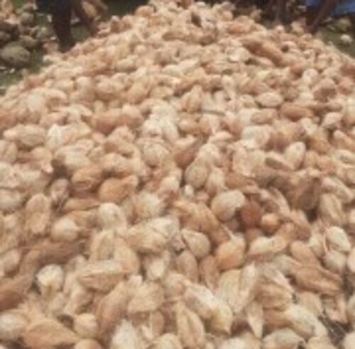 Farm Fresh Semi Husked Mature Coconut