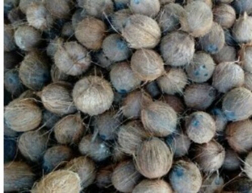Fully Husked Brown Coconuts