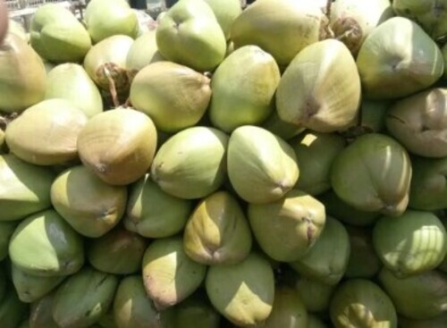 Green Pollachi Tender Coconut