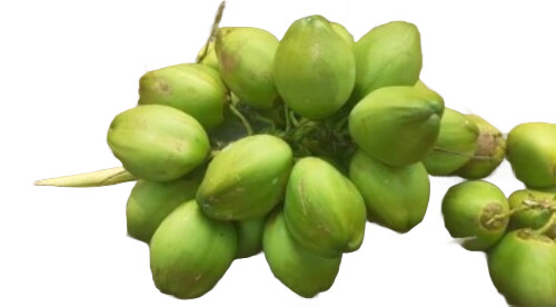 Green Whole Tender Coconut