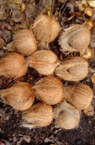 King Size Coconut