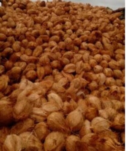 Matured Coconut