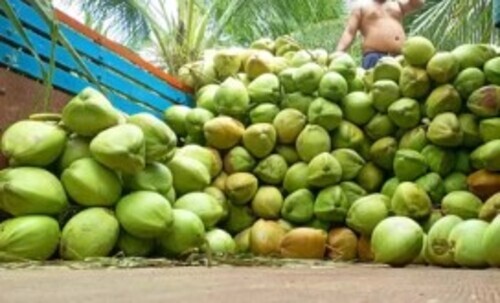 Organic Tender Coconuts