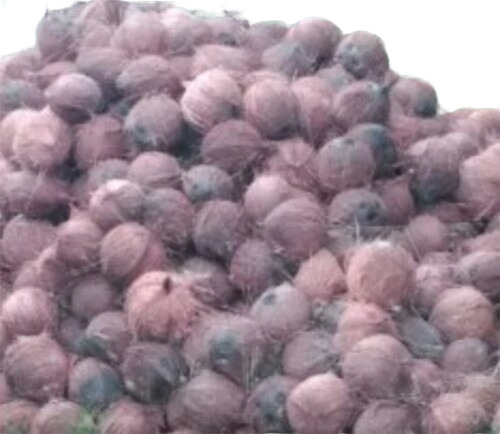 Pollachi Coconut By Mithun Exports