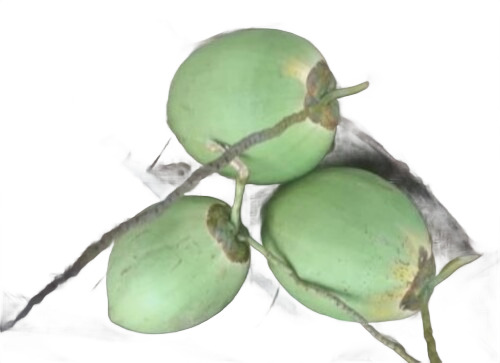 Pollachi Tender Coconut