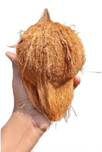 Semi Husked Coconut