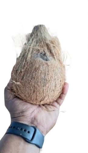Semi Husked Pollachi Coconut