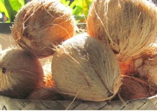Semi Husked Coconut