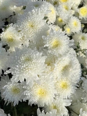 Chrysanthemum Flower Plants - Breed: Hybrid
