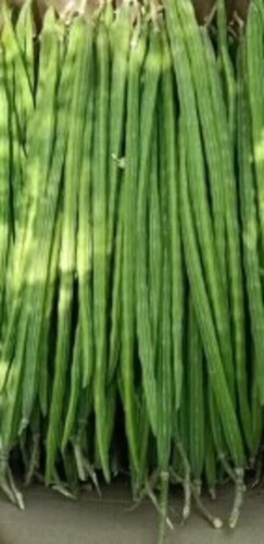 Green Drumstick