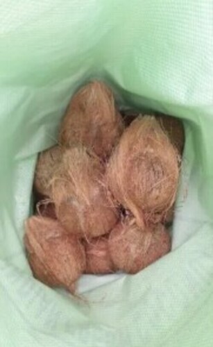 Raw Pollachi Coconut