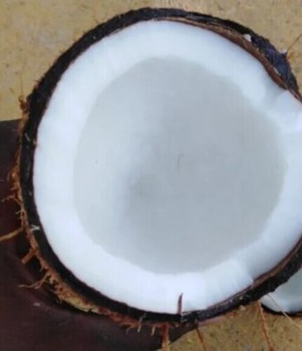 Semi Husked Pollachi Coconut