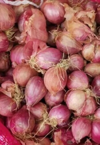 Small Onion