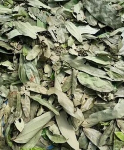 Bay Leaf