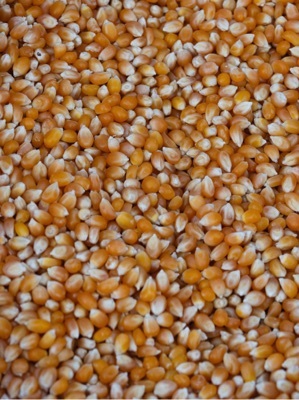 Yellow Maize - Broken Ratio (%): 2