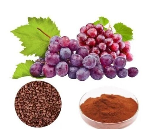 Grape Seed Extract Powder