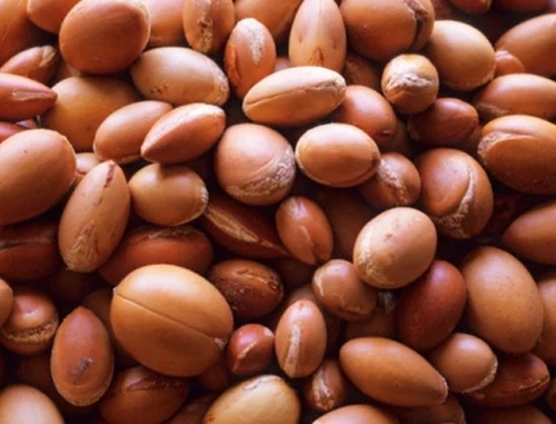 Argan Oil Argania Spinosa