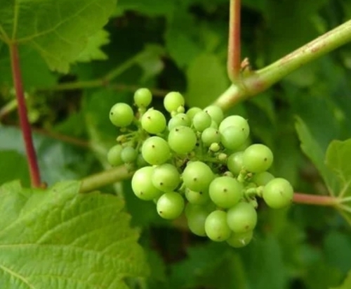 Grape Seed Oil Vitis Vinifera