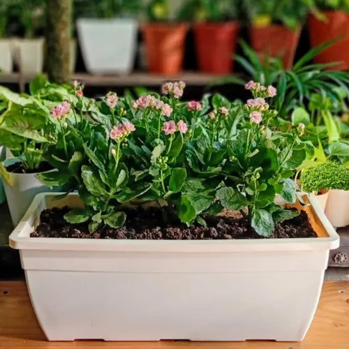 Plastic Pot And Planter