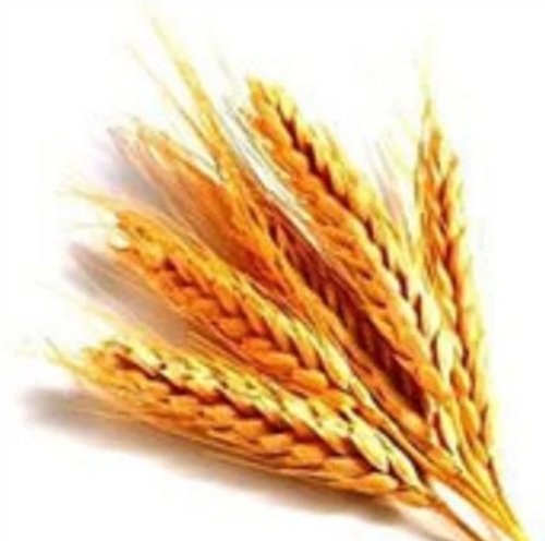 गेहूं के जर्म का तेल ट्रिटिकम सैटिवम