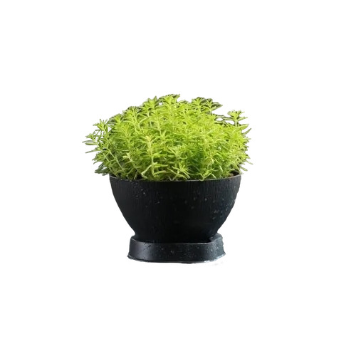 3.1 Inch Coconut Shape Circular Plastic Pots With Tray