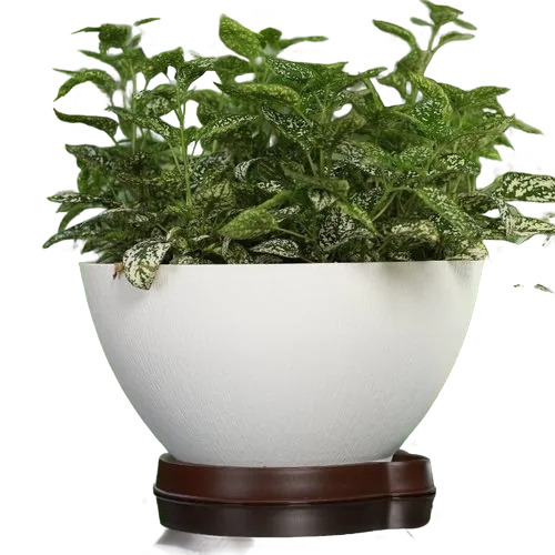 6.4 Inch Coconut Shape Circular Plastic Pots Without Tray