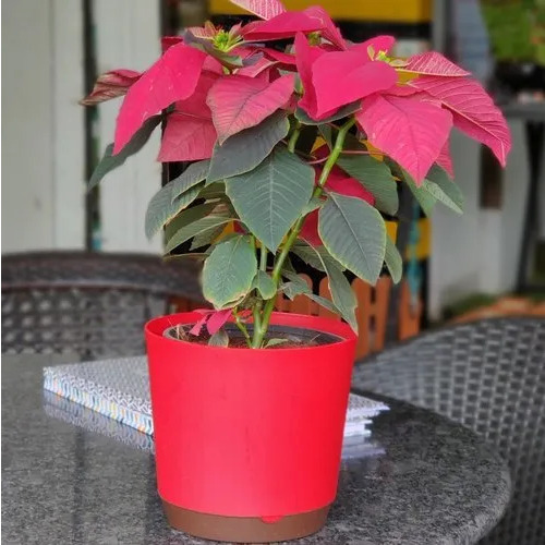 6.5 Inch Indoor Self Watering Planter - Color: Red