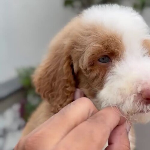 Standard Poodle Puppy