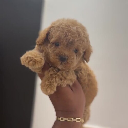 Toy Poodle Puppy