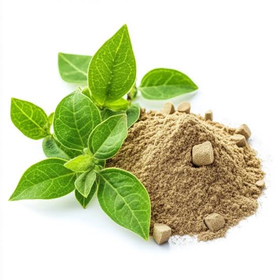 Gymnema Sylvestre Leaf Extract - Shelf Life: 2 Years