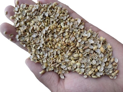 Split Coriander Seed