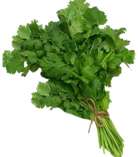 Fresh Coriander Leaves