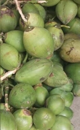 Green Tender Coconut