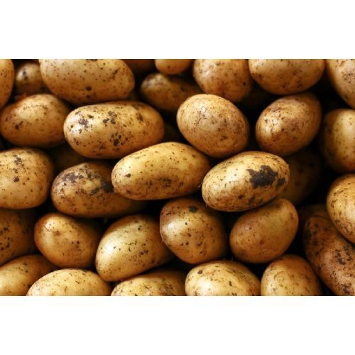 Organic Fresh Potato