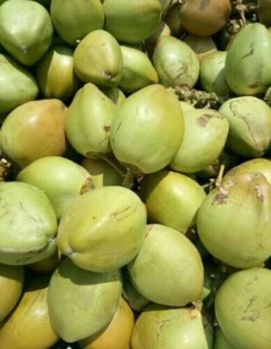 Organic Green Tender Coconut