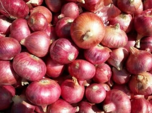 Organic Red Onion