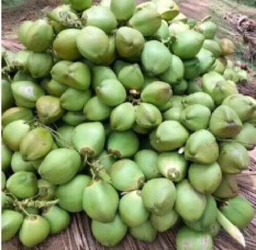 Tender Coconut